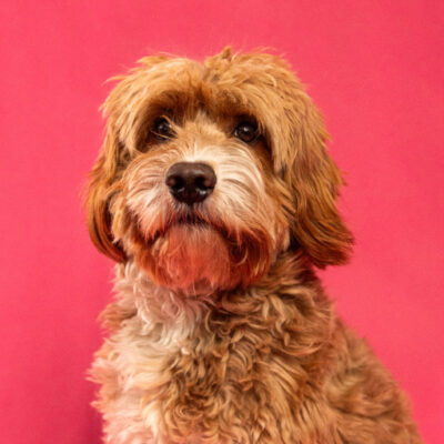 frankie-2-400x400